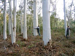 forêts TCR